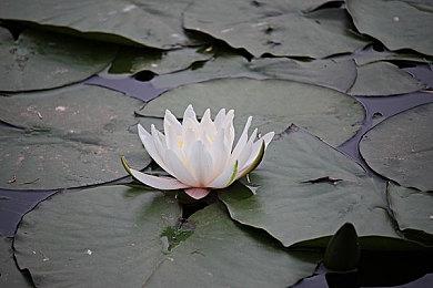 动作冒险《重返南格林》上架Steam 支持简体中文